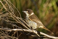Fletnak sedohrbety - Cracticus torquatus - Grey butcherbird 5315